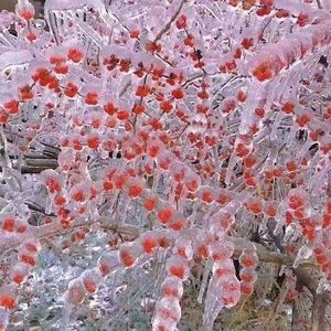 Meet your Posher, Isabel